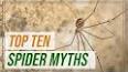 The Fascinating World of Arachnids ile ilgili video