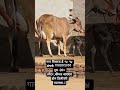 गाय  विकने  आहे  मो,, 7082872055दूध  20  लीटर  कीमत  40000ऑल  इंडिया ट्रांसपोर्ट सुविधा उपलब्ध  है