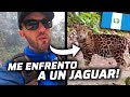 Me encuentro a un jaguar en medio de la selva tikal  guatemala