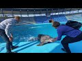 Дельфины-уникальные животные , общение с ними БОЛЬШАЯ РАДОСТЬ !