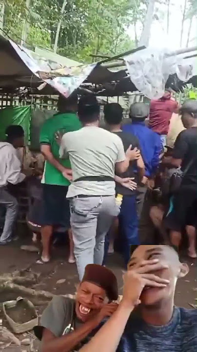 momen lucu saat gerebek Sabung ayam #shorts