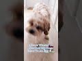 #dogvideos #egg #brokenegg #funnyshorts #cavapoopuppy 🐶🥚😂😵💫😹