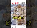 嘘か本当どっちだ！？ #ショート #クイズ #猫 #かわいい #おもしろ #shorts