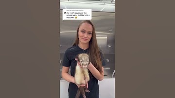 Funny Ferret Video