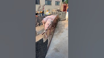 I Moved a Pig from a Truck to a Farm and SURVIVED