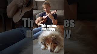 Video thumbnail of "This makes me happy | #shorts #ukulele #mydog"