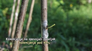 Kalemljenje na spavajući pupoljak kalemljenje pod koru ✅