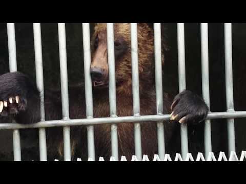 Mt showa shinzan bear park