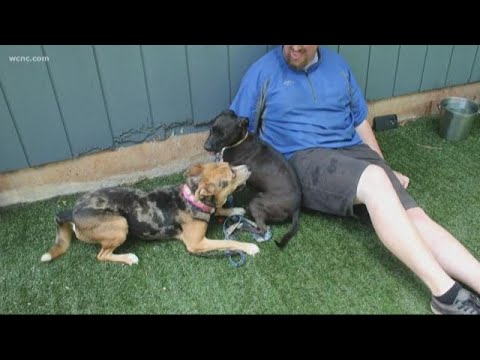 Shelter dogs displaced by Hurricane Barry arrive in Charlotte
