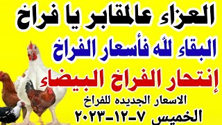 اسعار الفراخ البيضاء اليوم | سعر الفراخ البيضاء اليوم الخميس 7-12-2023 في مصر