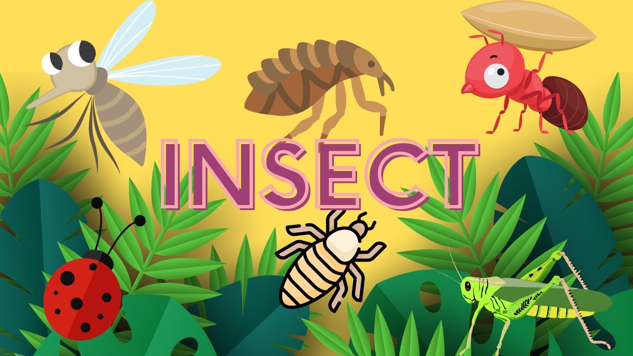 Insect - Lice, Flea, Ants, Lady Bug, Grasshopper, Mosquito - YouTube