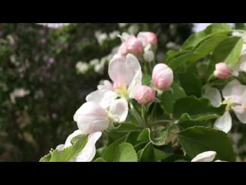 Honey Bees Pollinating Apple Blossoms