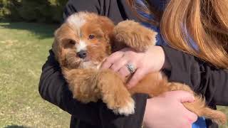 Beck the Cavapoo