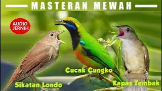 MASTERAN MEWAH (SIKATAN LONDO CUCAK CUNGKOK KAPAS TEMBAK)