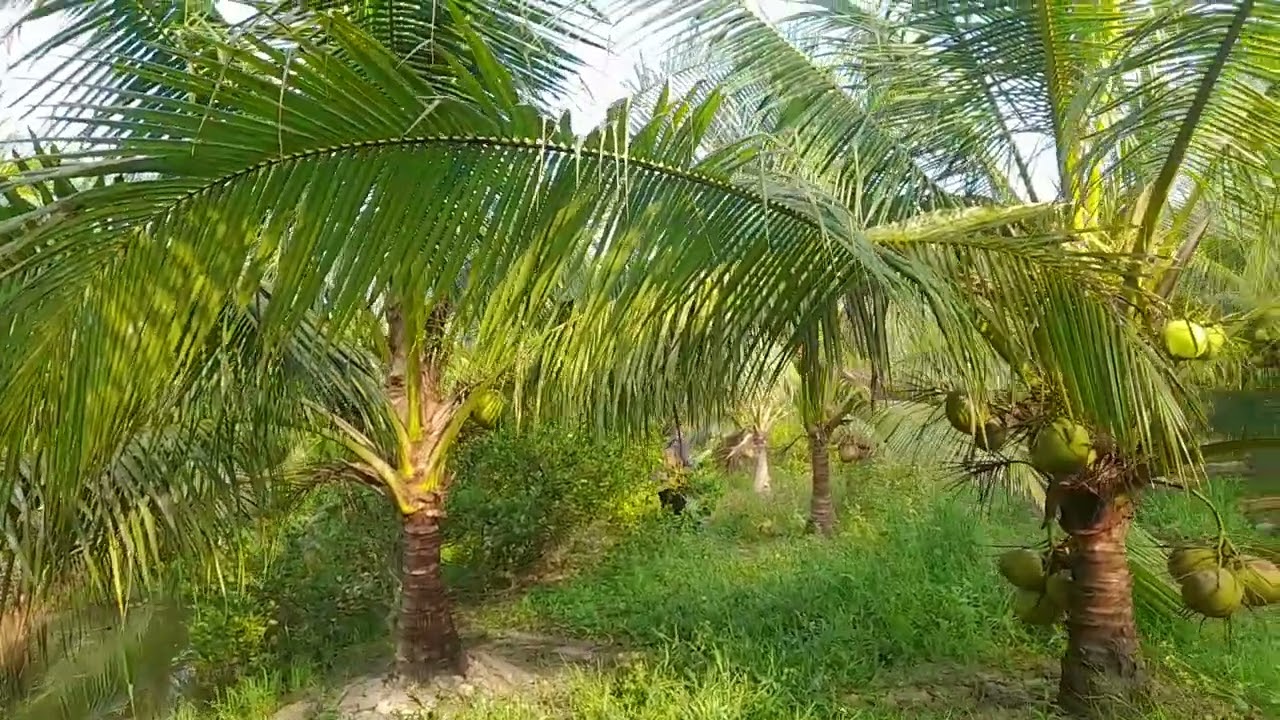 Vườn dừa ta xịch thuốc định kỳ cho vườn dừa 