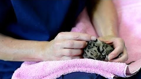 VIDEO: Endangered clouded leopard quadruplets healthy and adorable in Tacoma