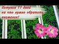 Выращивание  петунии в комнате. Правила ухода за рассадой цветов.