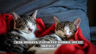 “КАК ПОНЯТЬ ХАРАКТЕР КОШКИ, ПО ЕЕ ОКРАСУ”