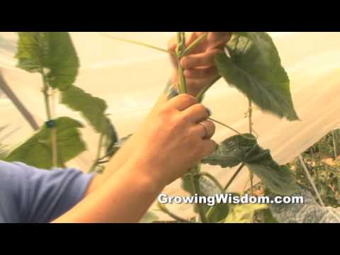 How to Prune Your Cucumber Plant