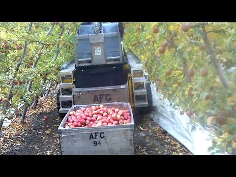 Видео: Кога да премахнете зимните ябълки за съхранение? Кога да се събират късни сортове в Урал и Поволжието? Как да премахнете ябълки от дърво?