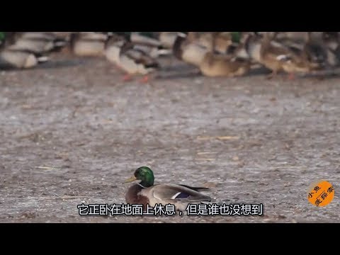 这只鸭子突然死亡 摄影师把镜头放慢6倍才搞清楚发生了什么