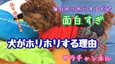 犬はなぜ寝る前にホリホリするの 犬の掘る仕草 Youtube