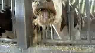 Vache Normande Qui Mange Du Maïs