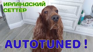 Ирландский сеттер. Autotuned ! Ирландский сеттер. Autotuned !