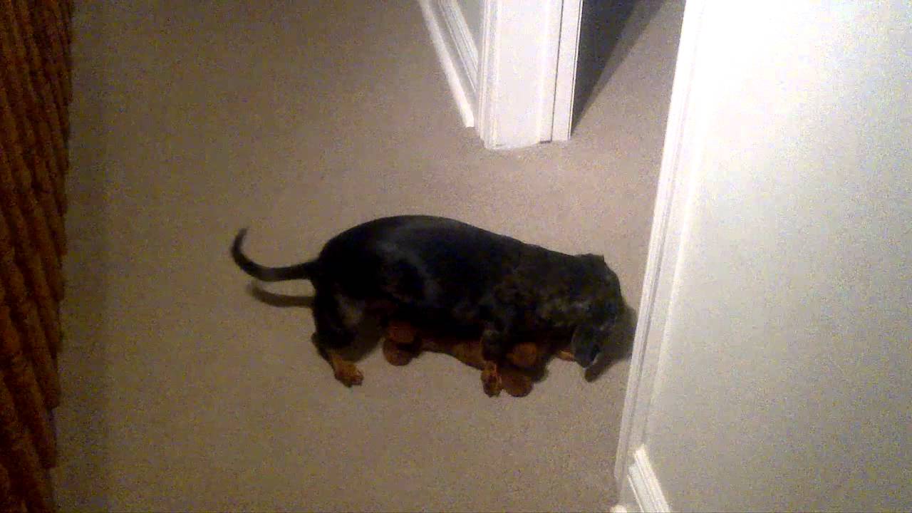 dachshund dog has best hump moves YouTube