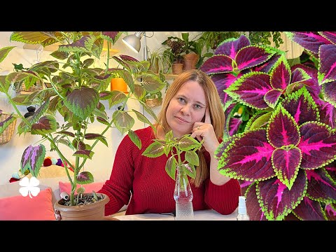 Video: Büyüyen Claytonia Çiçekli Bitkiler – Bahar Güzeli Çiçeklerinin Bakımı Nasıl Yapılır