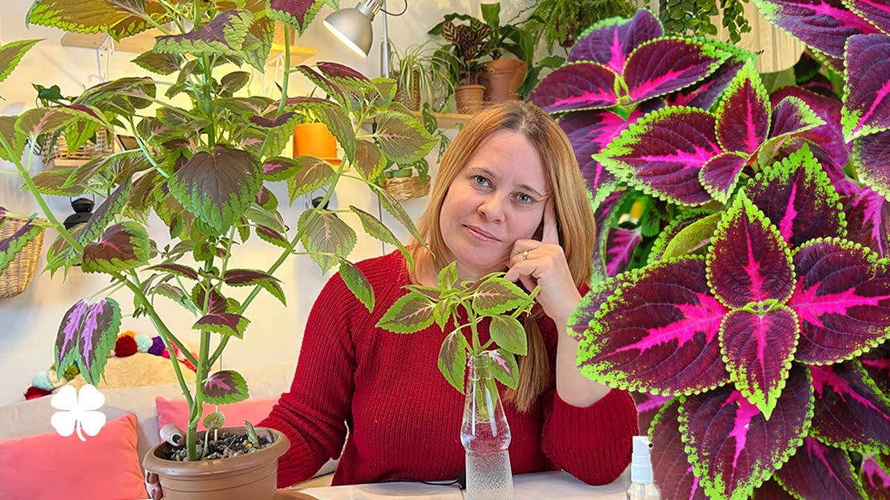 Yaprak Güzeli (Kolyoz) Çiçeği Bakımı Nasıl Yapılır? | Yaprakları Neden Rengini Kaybeder? 🌿👩‍🌾💕