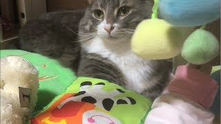 赤ちゃんの一人遊びに参加する猫 ノルウェージャンフォレストキャット Cat to take part in baby's play