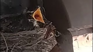 Feeding Baby Robin