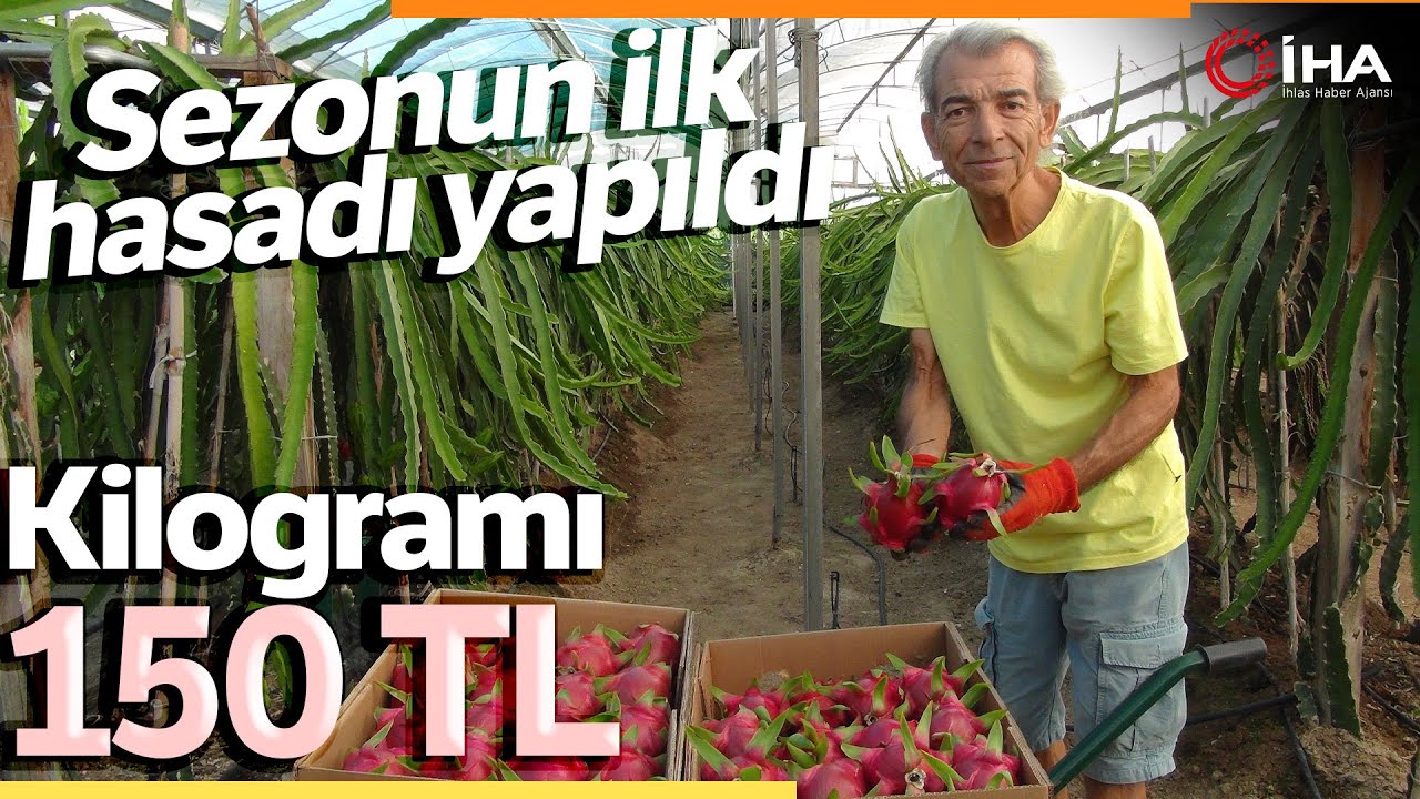 Pitaya (Ejder Meyvesi)’in İlk Hasat Başladı!