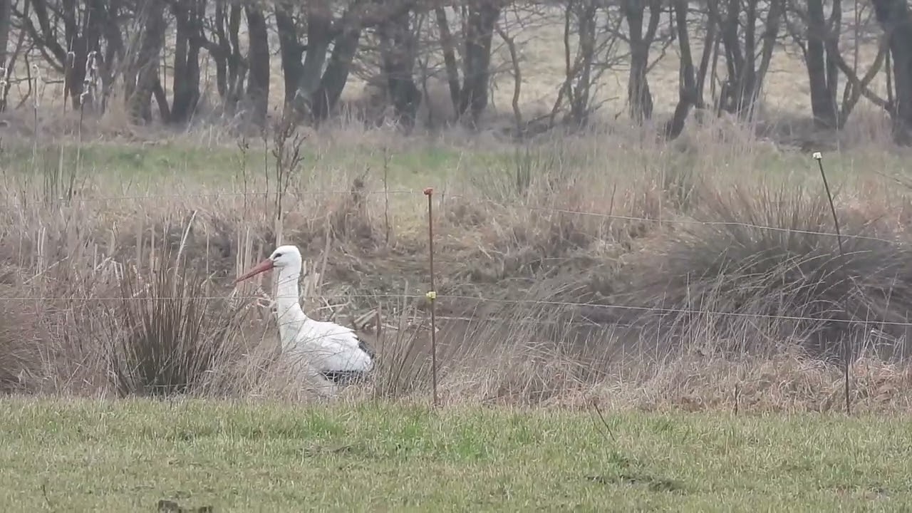 White storks in Denmark Rens 27. februar 2026