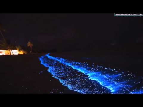 Fenômeno de bioluminescência faz parecer que as constelações foram jogadas do espaço para o mar