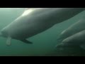 Capture de la vidéo Dolphins