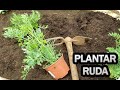 Como Y Porque Plantar Ruda En El Huerto O Jardín || La Huertina De Toni