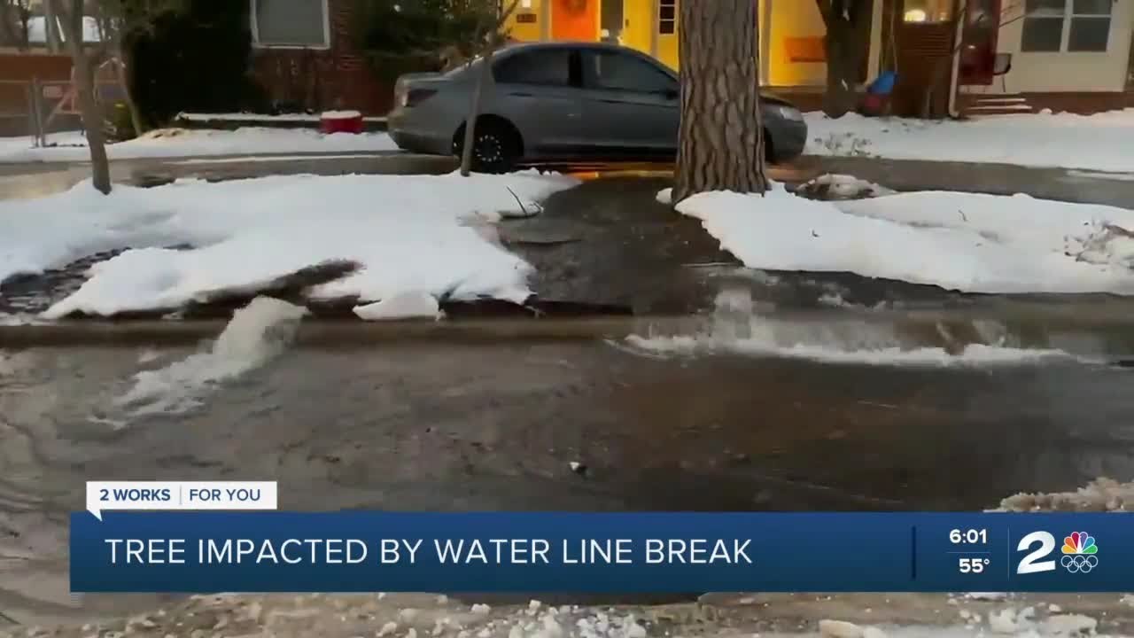 Tree impacted by water line break - YouTube