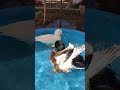 Miniature Call Ducks Play In Swimming Pool #shorts