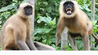 Hanuman Monkey zoo