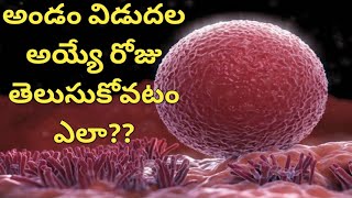 అండం విడుదల అయ్యే రోజు తెలుసుకోవటం ఎలా l Ovulation Symptoms In Telugu l How to Know Ovulation Time screenshot 1