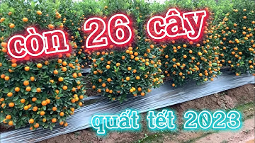 cần nhượng lại 26 cây quất tháp lùm giá hợp lý, quất lùm bán tết 2023 , quất cảnh hưng yên