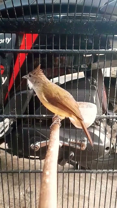 Suara Cucak jenggot jawa jantan birahi memanggil betina !