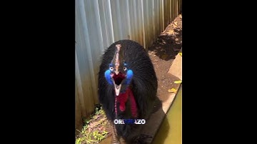 Thumbnail of Crazy birds sounds. ..