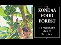 North Florida Food Forest Grows Apples & Bananas!