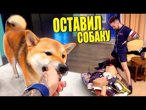 Видео: МОЯ СОБАКА ВПЕРВЫЕ ЖИВЁТ БЕЗ МЕНЯ НЕДЕЛЮ!