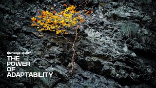 The Power of Adaptability | Pastor Josh Hart