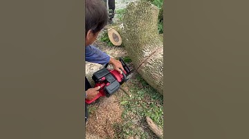cưa cây siêu khủng #shorts