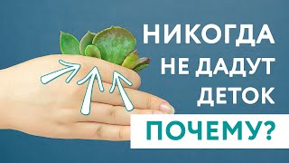 Почему не получилось размножение суккулентов листом? Все причины